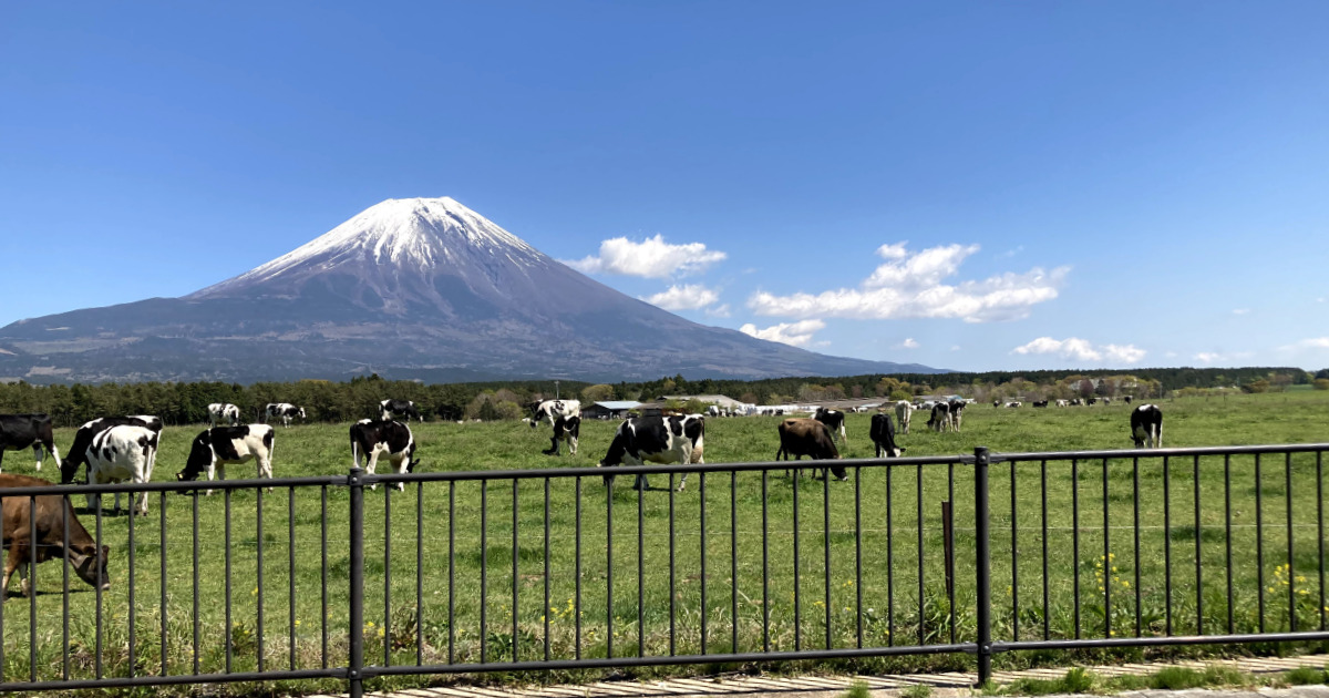 朝霧高原からの富士山と牛